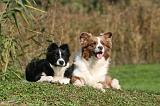 BORDER COLLIE 1353